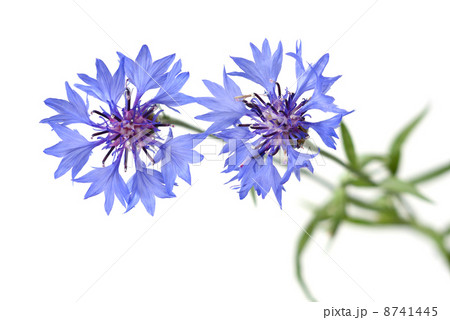 Cornflowers 8741445
