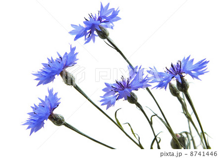 Cornflowers Cornflowers 8741446