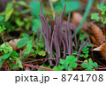 ムラサキナギナタタケ 8741708