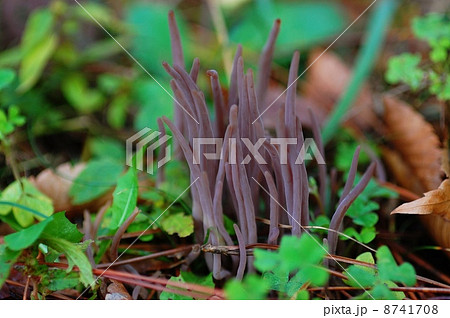 ムラサキナギナタタケ 8741708