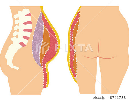 セルライト　皮下脂肪　妊娠脂肪　内臓脂肪　お腹の正面・断面図 8741788