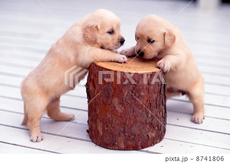 ゴールデンレトリーバー 8741806