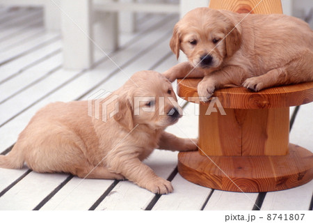 ゴールデンレトリーバー 8741807