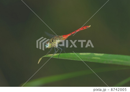 マイコアカネ マイコアカネ 8742005