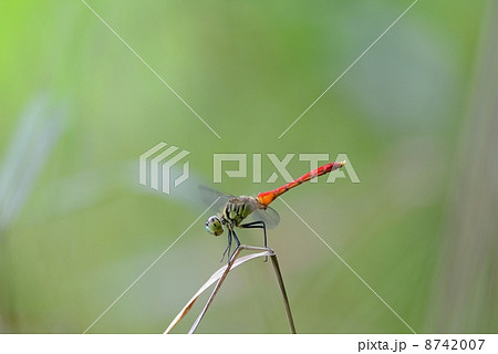 マイコアカネ マイコアカネ 8742007