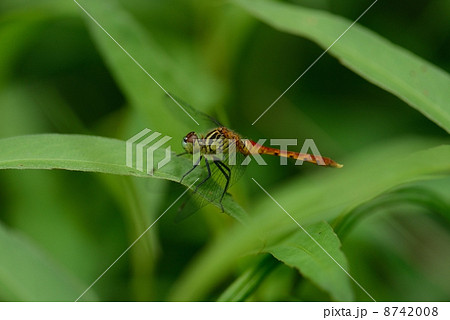 マイコアカネ 8742008