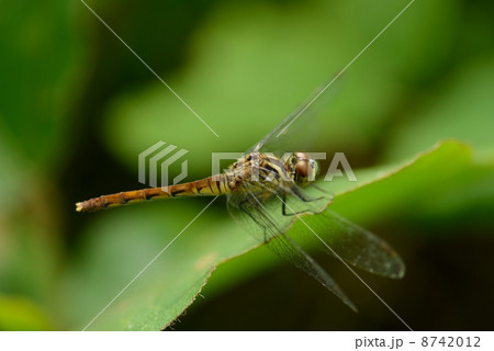 マイコアカネ 8742012