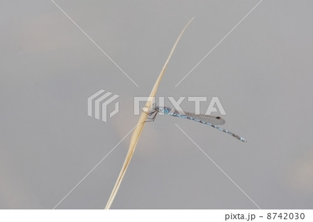 ホソミオツネントンボ 8742030