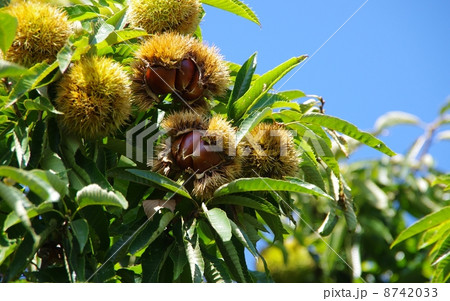 栗の実り 成熟の栗 栗の実り 成熟の栗 8742033