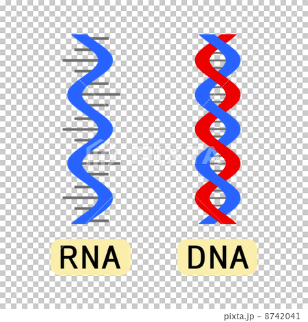 RNA和DNA RNA和DNA 8742041