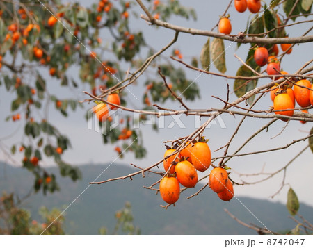 柿の実 柿の実 8742047