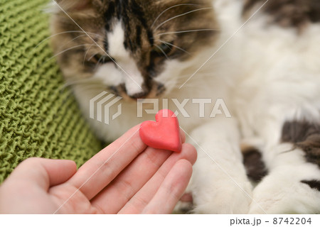 ネコにハート 8742204