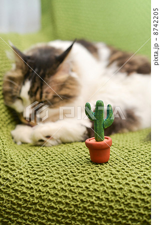 ネコとサボテンのミニチュア 8742205