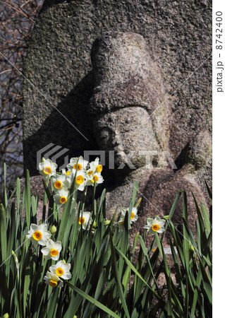 般若寺 水仙と石仏 般若寺 水仙と石仏 8742400
