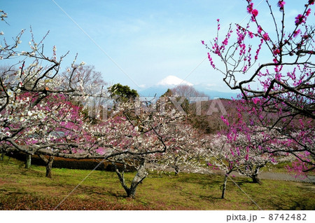 梅と富士山 8742482