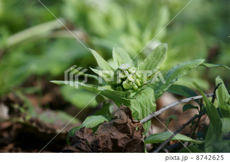 蕗の薹　花が咲き始めました。雄花のようです。 8742625