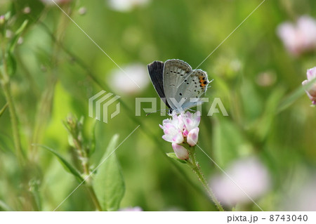 ツバメシジミ ツバメシジミ 8743040