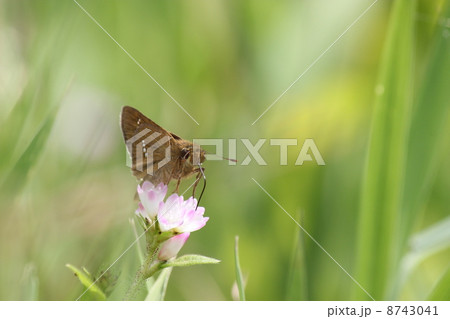 イチモンジセセリ 8743041