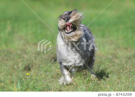 Mittelschnauzer (standard) running 8743209