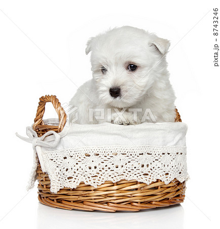 West Highland White Terrier puppy (1 month) 8743246