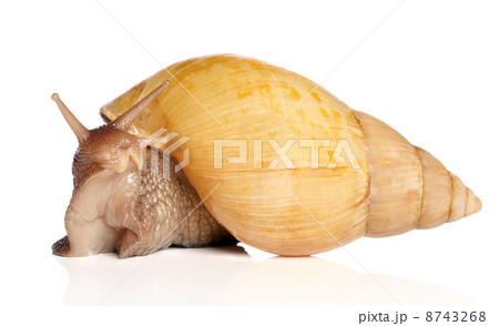 Giant African snail Achatina 8743268