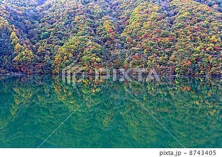 広瀬ダム湖の秋 8743405