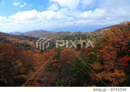 大台ケ原の秋 大台ケ原の秋 8743594