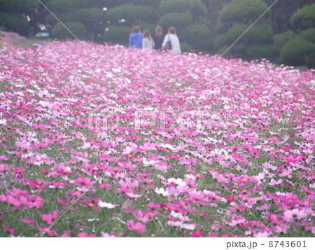 コスモス1 8743601