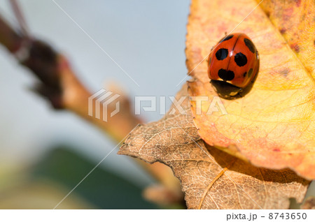 秋の日のてんとう虫 8743650