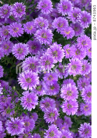 満開のユウゼンギク 友禅菊 の写真素材