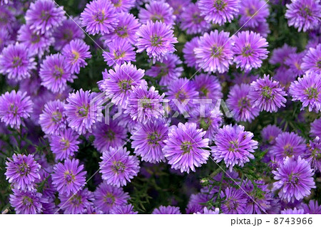 満開のユウゼンギク（友禅菊） 8743966