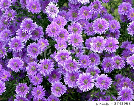 満開のユウゼンギク（友禅菊） 8743968