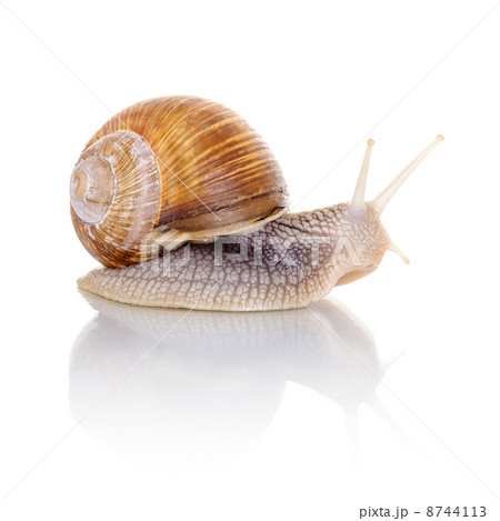 Garden snail 8744113