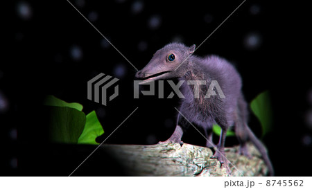 ヘンケロテリウム 1 8745562