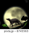 ヘンケロテリウム 2 8745563