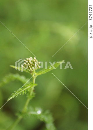 山野草 8745722