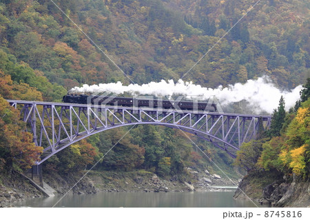 紅葉の只見線ＳＬ 8745816