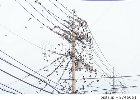 電線に止まったムクドリの大群　鳥害の写真素材 8746061