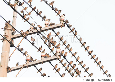 電線に止まったムクドリの大群 鳥害の写真素材 電線に止まったムクドリの大群 鳥害の写真素材 8746064