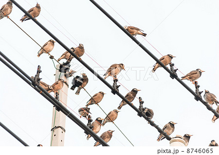 電線に止まったムクドリの大群　鳥害の写真素材 8746065