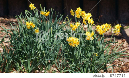野に咲く黄水仙 8747715