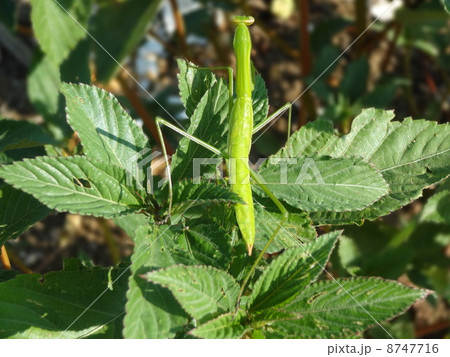 カマキリ 8747716