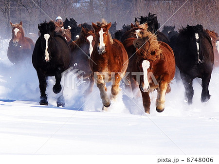 冬季限定で馬追い運動 冬季限定で馬追い運動 8748006