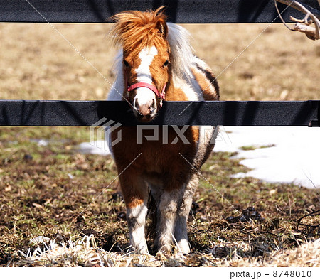 新年明けましておめでとう御座います 8748010