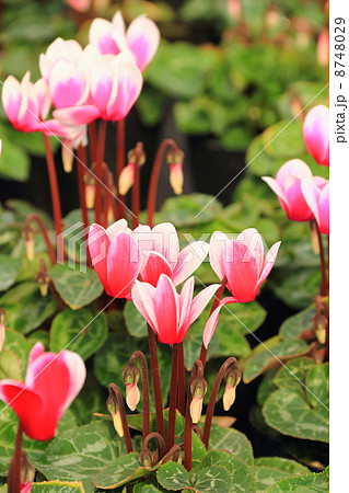 ミニシクラメン 8748029