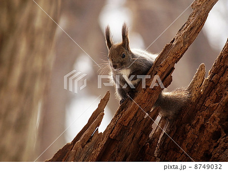 かわいいエゾリス 8749032