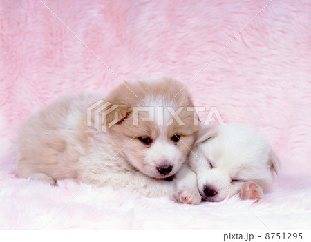 かわいい仔犬 かわいい仔犬 8751295