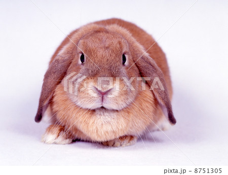 ロップイヤーラビットの写真素材 [8751305] - PIXTA