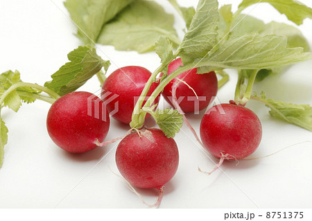 ラディッシュ 8751375