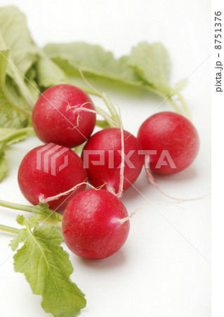 ラディッシュ 8751376